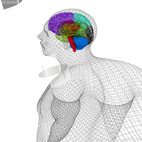 Image of Wire human model with brain. 3d render