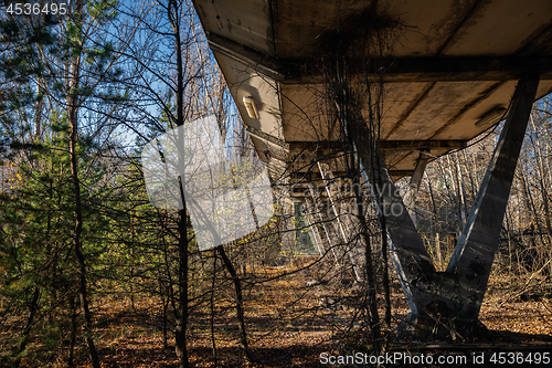 Image of Forest reclaiming the Zone, in Chernobyl