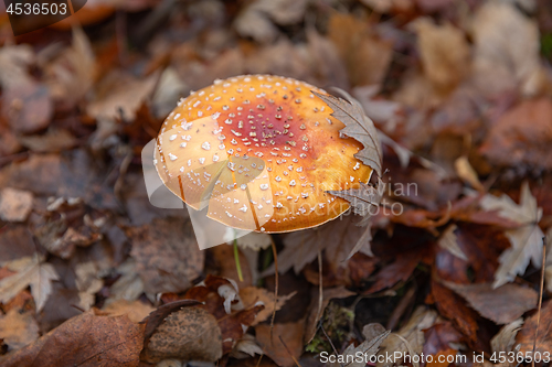 Image of Red poisonous mushrooms in the autumn forest