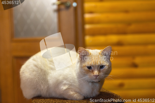 Image of Cat resting indoors on chair