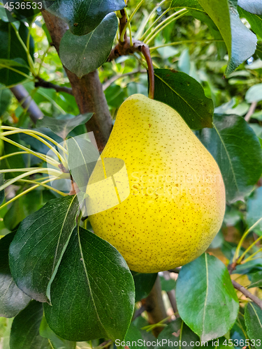 Image of Yellow pear fruit on a tree