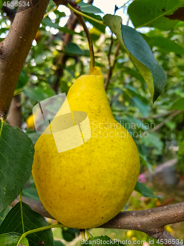 Image of Yellow pear