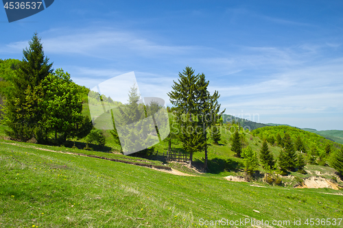 Image of Young green foliage, rural landscape