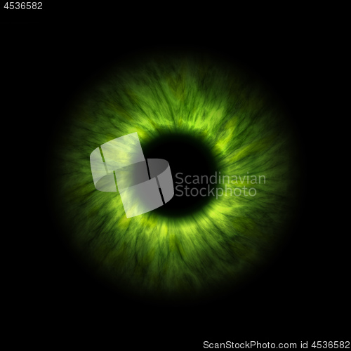 Image of dark green human iris