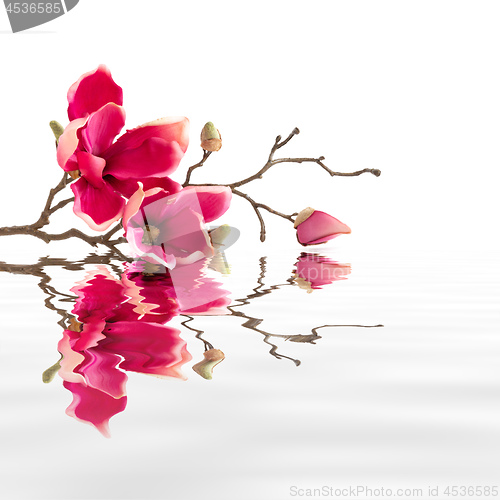 Image of some red magnolia flowers water reflections