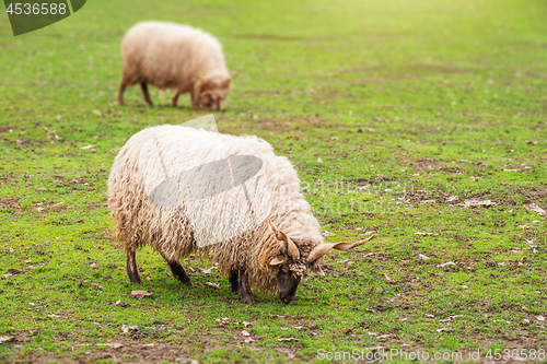 Image of sheep eating grass