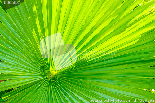 Image of green palm leaf background