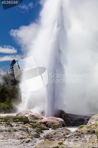 Image of Geyser in New Zealand Rotorua