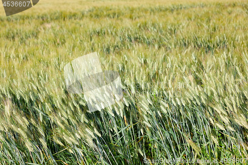 Image of typical wheat field background