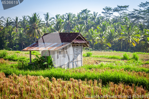 Image of hut in a rice field in Bali Indonesia