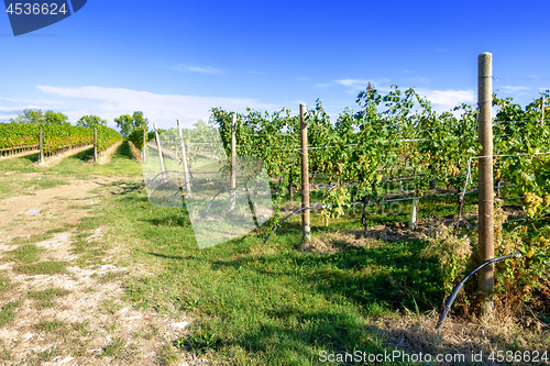 Image of typical vineyard in northern Italy Trentino