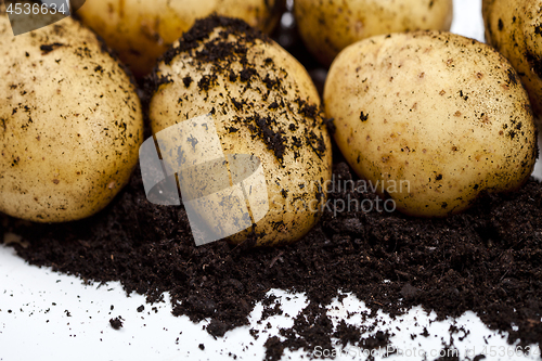 Image of Newly harvested potatoes and soil closeup on white background.