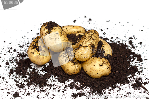 Image of Newly harvested potatoes and soil on white background.