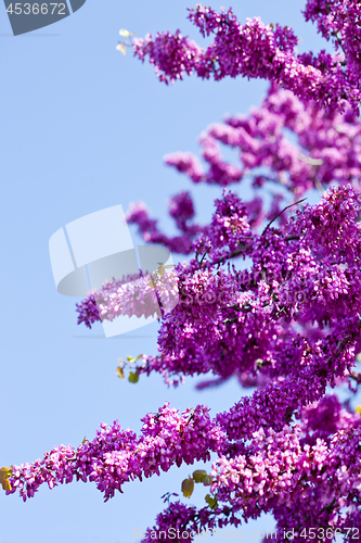 Image of Branches with fresh pink flowers in the morning sunlight against