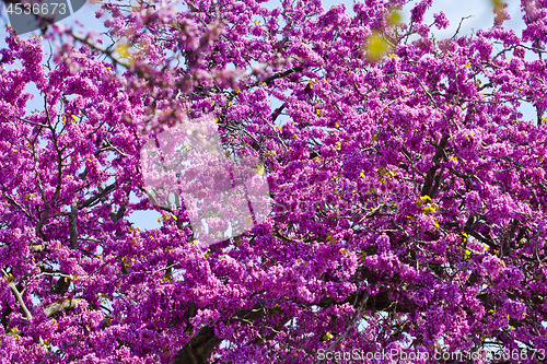 Image of Branches with fresh pink flowers in the morning sunlight against