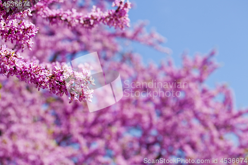 Image of Branches with fresh pink flowers in the morning sunlight against