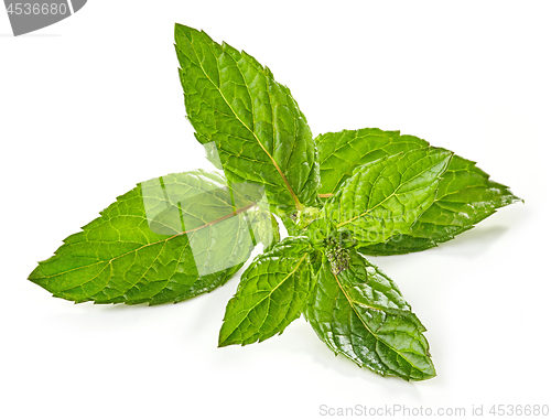 Image of fresh green mint leaf