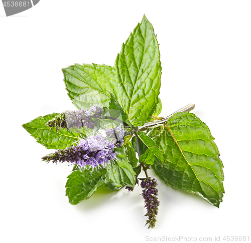 Image of fresh blooming mint flower