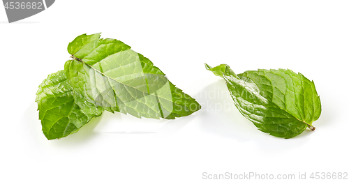 Image of fresh green mint leaves