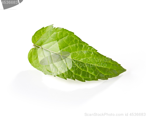 Image of fresh green mint leaf