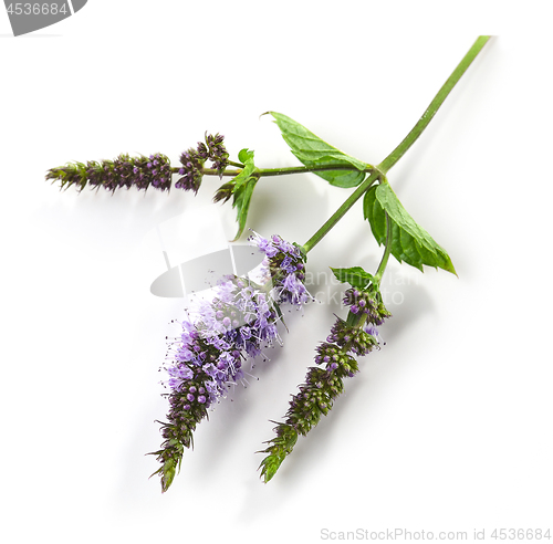 Image of blooming mint flower