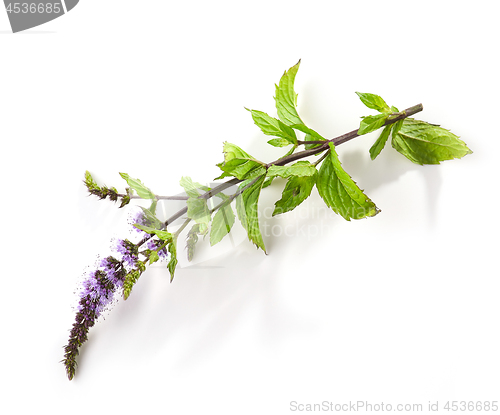 Image of blooming mint flower