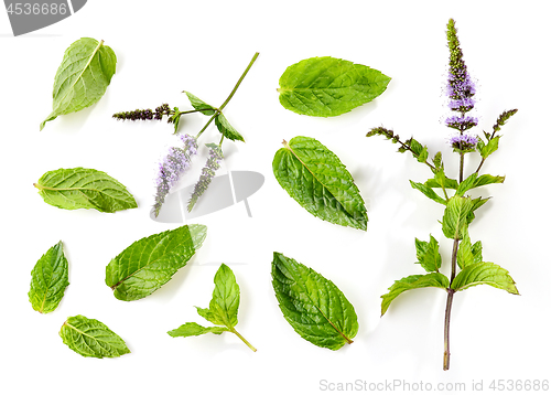 Image of fresh mint leaves and blooming mint flower