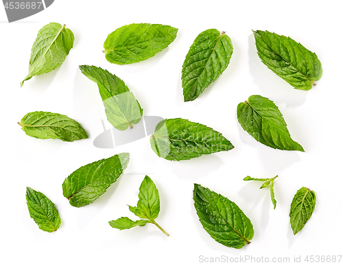 Image of fresh green mint leaves background