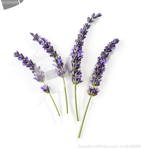 Image of blooming lavender flower