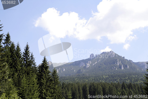 Image of Forest landscape