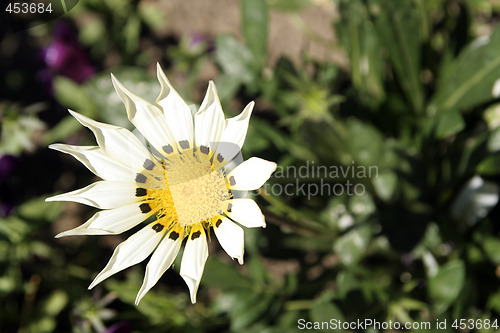 Image of Flower