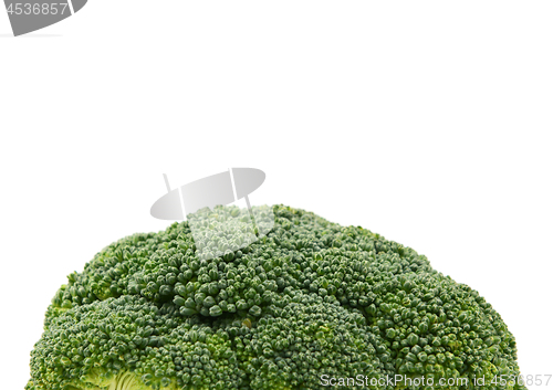 Image of Fresh green head of calabrese broccoli 