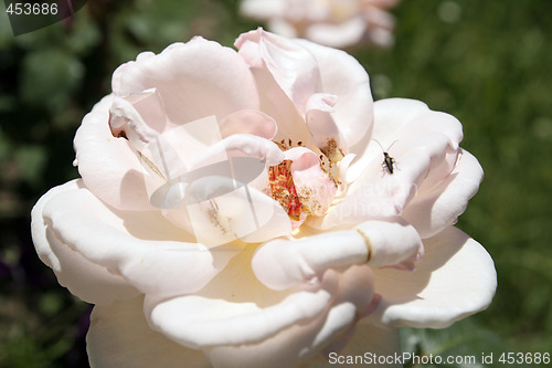 Image of Flower