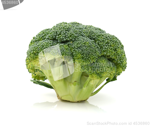 Image of Fresh head of calabrese broccoli standing upright