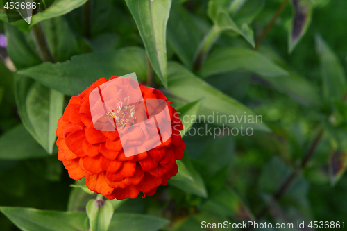 Image of Bright red zinnia flower with layered petals