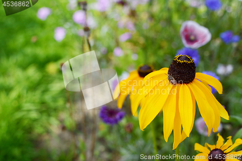 Image of Black Eyed Susan flower with a gorse shield bug nymph