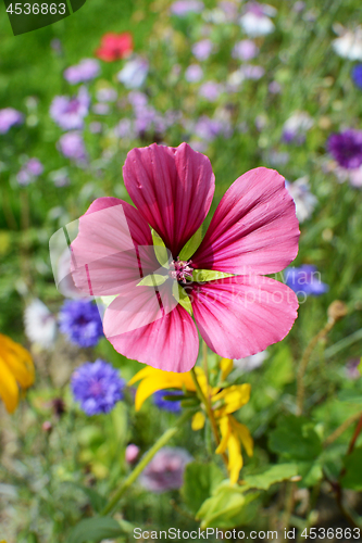 Image of Bold pink malope trifida flower 