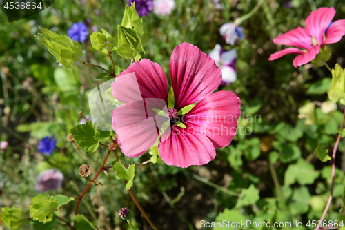 Image of Mallow wort - malope trifida - with five deep pink petals agains
