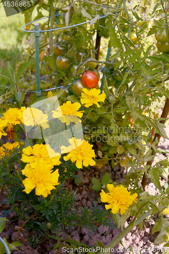 Image of Marigolds growing with tomatoes as companion planting