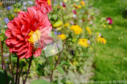 Image of Red dahlia with a hoverfly against a colourful garden