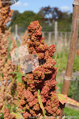 Image of Head of a quinoa plant with red flowers