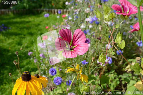 Image of Pink malope and yellow rudbeckia flowers among wildflowers