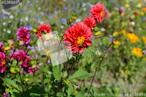 Image of Red dahlia and a drone fly hoverfly in a colourful flower bed