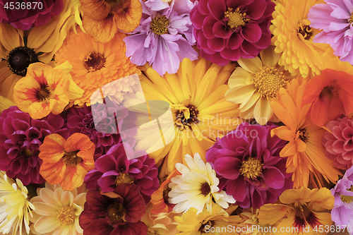 Image of Large yellow calendula flower among mixed blooms