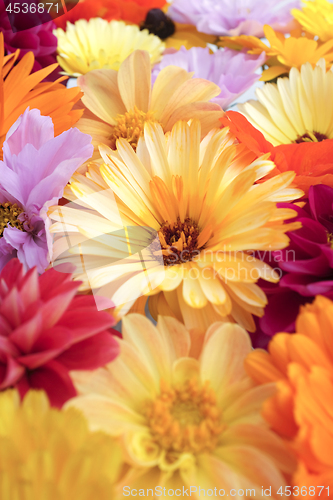 Image of Pale yellow calendula flower among bright blooms