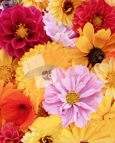 Image of Pink cosmos among floral background of red and yellow flowers