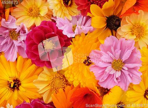 Image of Details of flower background with yellow, pink and red blooms