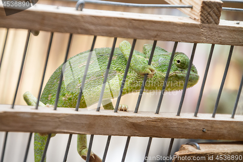 Image of A chameleon in captivity in wooden cage.