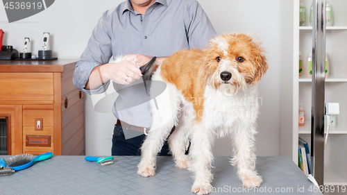 Image of Sweet Dog Grooming