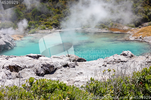 Image of Geyser in New Zealand Rotorua